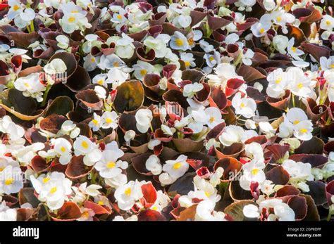 Das Begonia-Tal - Ein blühender Traum für alle Sinne!