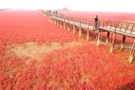 Das Panjin Shusheng Daiqu - Ein Meer aus Rot und ein Paradies für Fotografen!