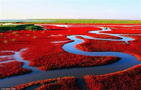 Die rote Bucht Panjin – ein Meer aus rötlichem Schilf und beeindruckender Biodiversität!